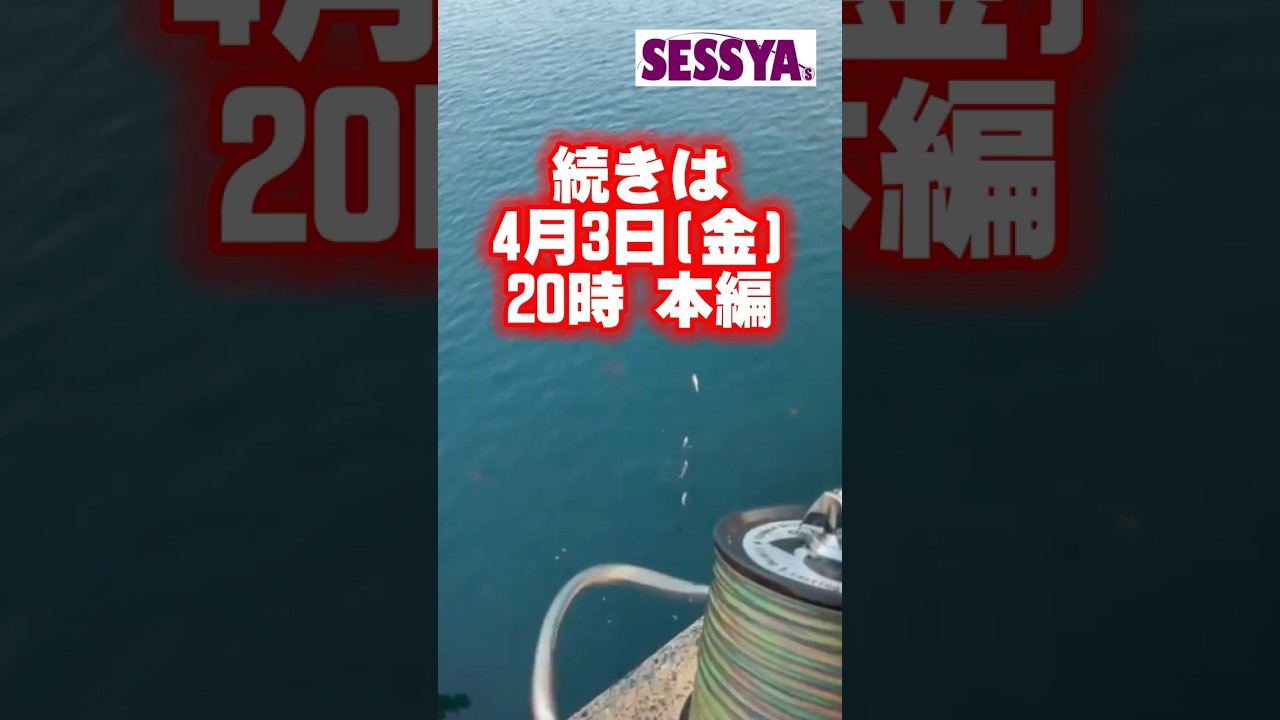 【キス釣り】冬なのに高活性！唐泊波止で8投連続素鈎なしの良型爆釣