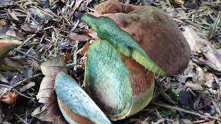 Neoboletus erythropus - scarletina bolete