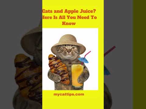 Is it Safe for you Cat to Drink Juices? What about Apple Juice?  #Shorts #catsfeeding