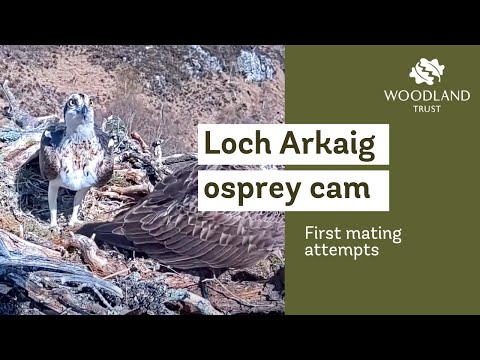 First mating attempts at the nest - Loch Arkaig Osprey Cam (2021)