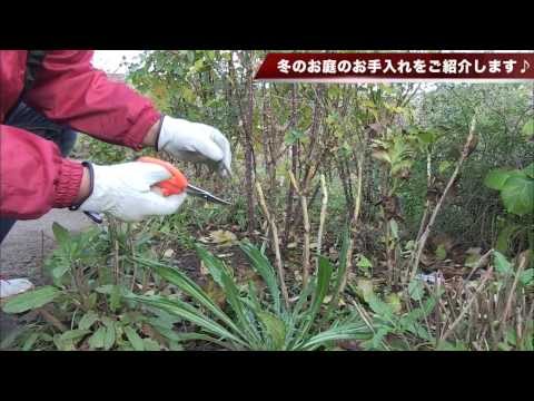 寒さや霜から木を守るために冬のベールを掛けるにはどうすればよいですか？  庭園