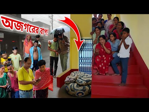 সবথেকে বড় Russell's Viper ধরলাম আজ! বৃষ্টির দিনে Mega Rescue Operation #snake #snakesaverbrothers