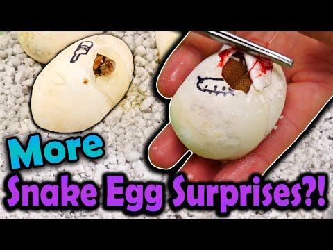 More Surprise Bullsnake Morphs Hatching!