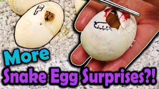 More Surprise Bullsnake Morphs Hatching! by Snake Discovery