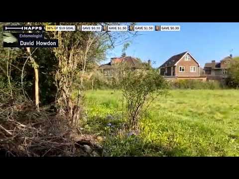 Variation in English Bluebells (Hyacinthoides non-scripta). #PerivaleWood