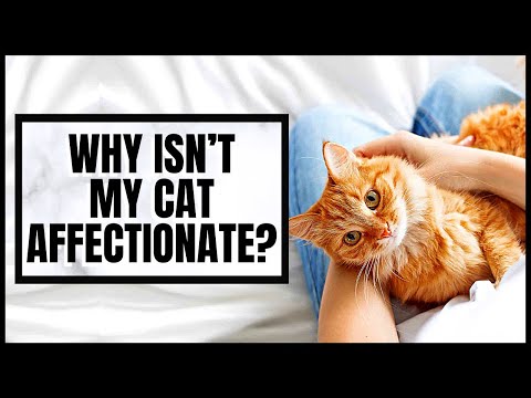 Why isn’t my cat Affectionate?