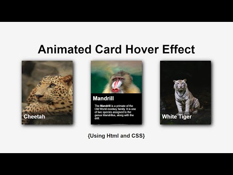 Animated Card Hover Effect Html Css Codeera