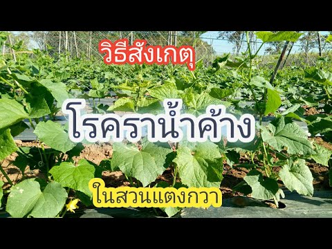 สาเหตุโรคผิวหนังภูมิแพ้ โรคสะเก็ดเงินเป็นอี