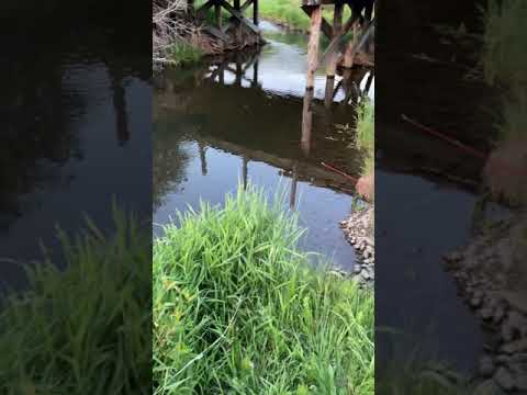 EXTREME Creek Fishing For Brown Trout. GORGEOUS #Shorts