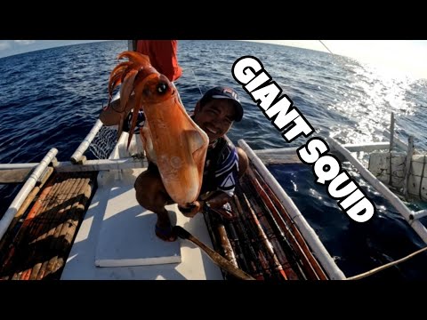 AMAZING GIANT SQUID HOW TO CATCH IN PHILIPPINES TRADITIONAL WAY OF CATCHING