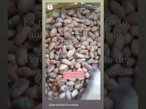 Fermentación de cacao #chocolate #cacao #beantobar #cursosonline #microlotes