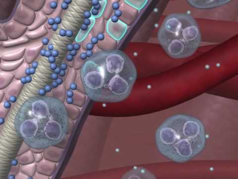 Convenia Cefovecin Sodium Injection