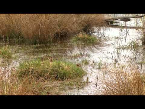 Mese a somogyországi patakgörbítőkről