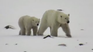 Polar Bear Live Stream for International Polar Bear Day | The Dodo by The Dodo