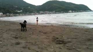 preview picture of video 'Nana the Standard Poodle at Ito Beach'