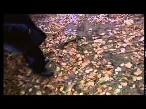 Die großen Kriminalfälle S02 E05 Der Soldatenmord Die Schüsse von Lebach YouTube