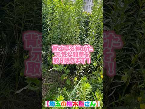 庭の維持に効果的なイラクサ肥料