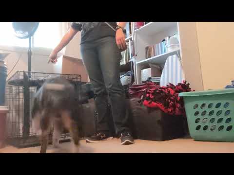 Bashir's Novice Trick Dog video