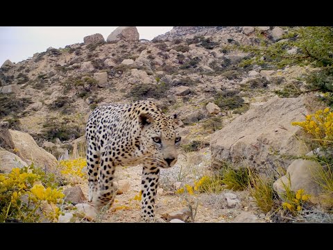 The Arabian leopard