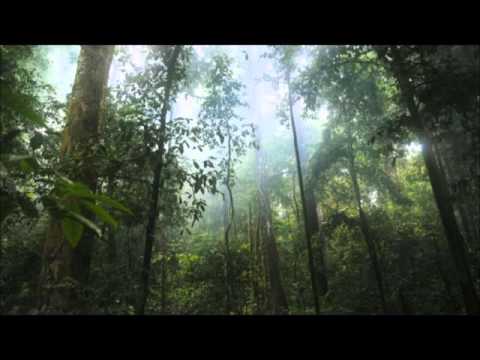 Buko - Prawo Dżungli