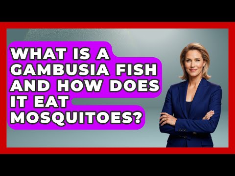 What Is A Gambusia Fish And How Does It Eat Mosquitoes? - Insects and Invaders