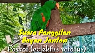 Download lagu BURUNG BAYAN JANTAN GACOR BERSAHUTAN BEREBUT BETINA (eclektus rotatus) /PARROT mp3
