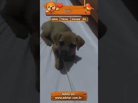 Vídeo de Laika 