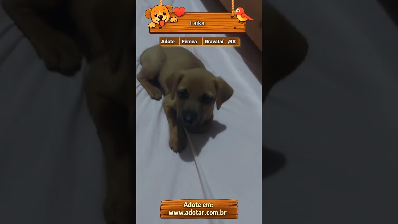 Cachorro raça SRD-ViraLata idade 2 a 6 meses nome Laika 