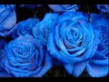 Синие розы 