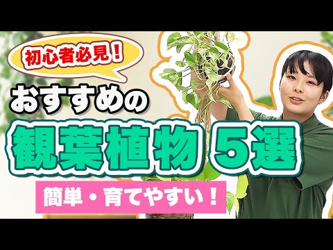 経済学科 簡単に育てられる！おすすめの観葉植物5選【解説付き】