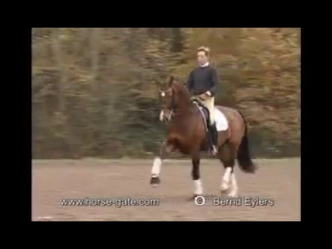 Ehrenwort Westfalen stallion by (Ehrentusch x Pilot)