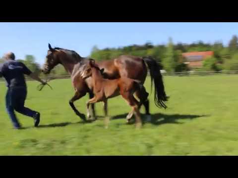 Stutfohlen Fürst Belissaro