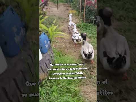 Poesíaculturamedioambienteymas# Que bonito es el campo # Patos extranjeros en San Lorenzo Nariño.