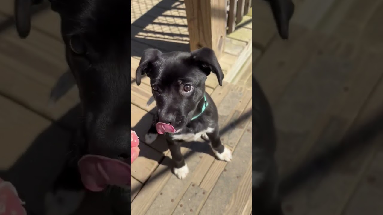 Enlarge Randy, an adopted mixed breed in Shippenville, PA video 6/6