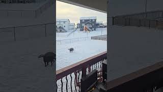 Video preview image #1 Doberman Pinscher Puppy For Sale in Buffalo, MN, USA