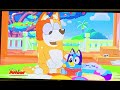 Bluey Baby Race November 20 2021 Disney Junior Airing Pictures Only