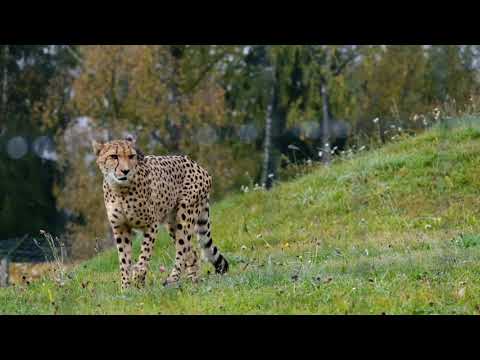 #Nature #Wildlife #Forests #Waterfall  Breathtaking Beauty Of Nature ✨❤️
