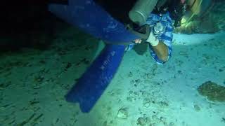 Cozumel 2023, Day 3, Night Dive, Part 3
