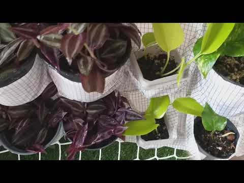 Växtvägg av Ikeas skoförvaring