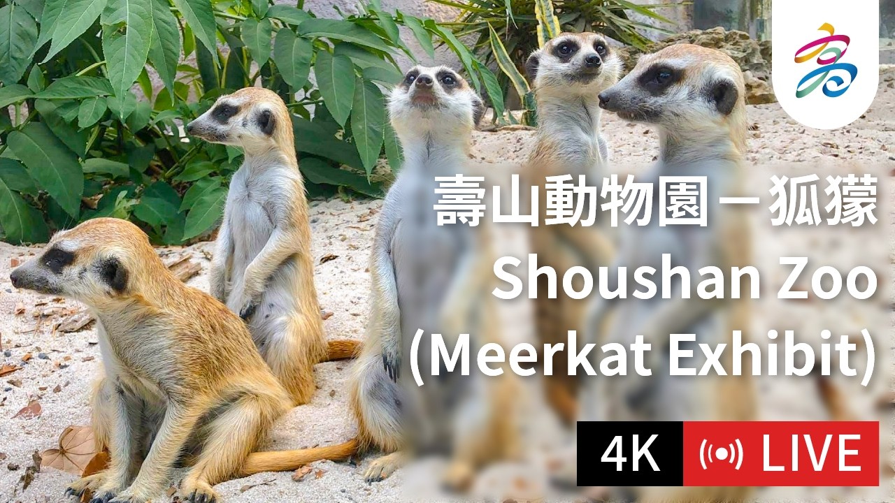 Live webcam view of Shoushan Zoo Meerkat Exhibit
