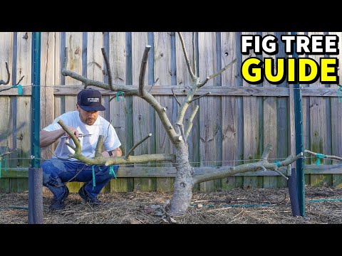 4 Reasons Your Fig Trees WON'T FRUIT [And How To Fix It!]