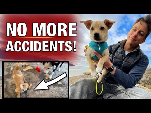 How I Finally Conquered Potty Training! My TOUGHEST HOUSE TRAINING CASE YET!