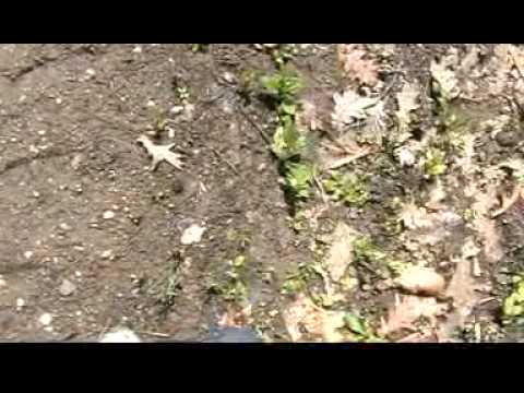 intoarcerea descult si pe jos din turul Banatului.MPG