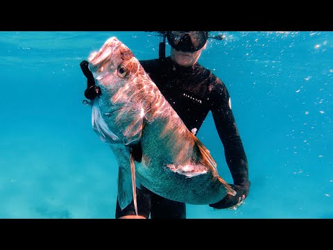 Remote Island Spearfishing and Living off the Ocean (Catch and Cook)