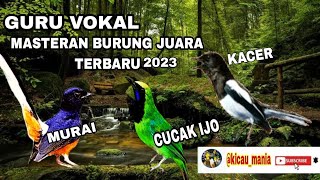 Download lagu kombinasi burung juara murai batu vs Kacer vs cucak ijo Gacor mp3 Download lagu kombinasi burung juara murai batu vs Kacer vs cucak ijo Gacor mp3