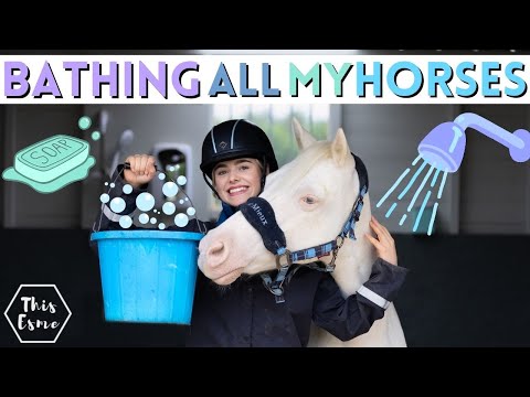 Bathing All of My HORSES! Spring Clean AD | This Esme