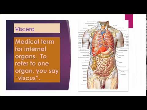 Medical Terminology Lesson 11
