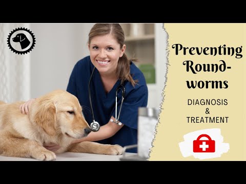 ROUNDWORMS IN DOGS - Detecting And Preventing Roundworms | DOG HEALTH 🐶 Brooklyn's Corner