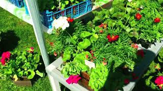 Plant Wright Stalls at Buxton Pavilion Gardens