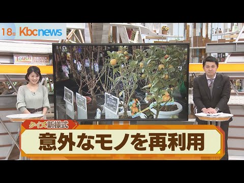 コーヒーかすはブーゲンビリアに適していますか?植物に肥料を与えるための最良のヒント  庭園
